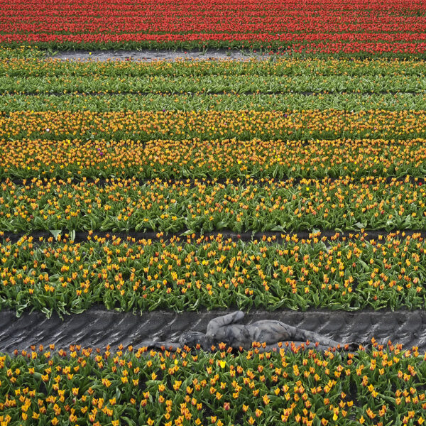 Tulpen-Motiv von dem Körperkunstprojekt NATURE ART des Künstlers Jörg Düsterwald mit einem Bodypaintingmodell.