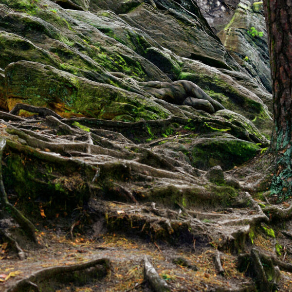 Waldfelsen-Motiv aus dem Körperkunstprojekt NATURE ART des Künstlers Jörg Düsterwald.