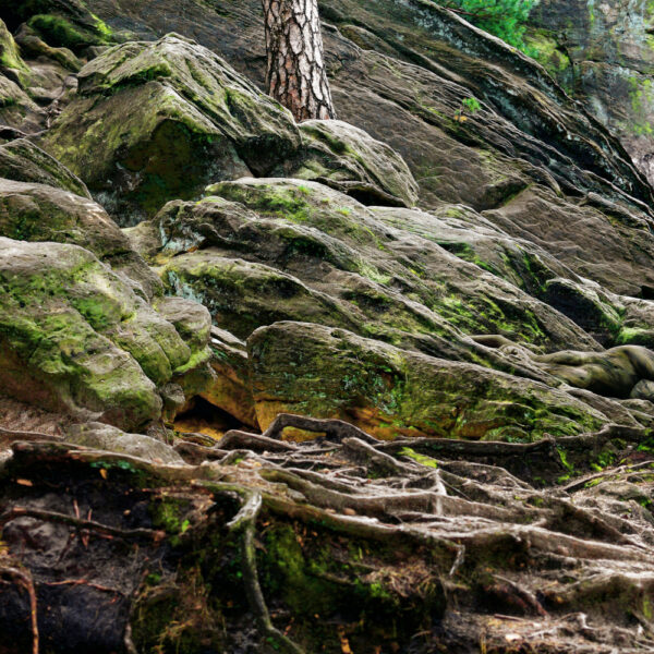 Waldfelsen-Motiv aus dem Körperkunstprojekt NATURE ART des Künstlers Jörg Düsterwald.