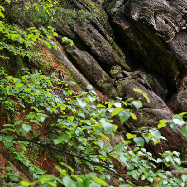 Waldfelsen-Motiv aus dem Körperkunstprojekt NATURE ART des Künstlers Jörg Düsterwald.