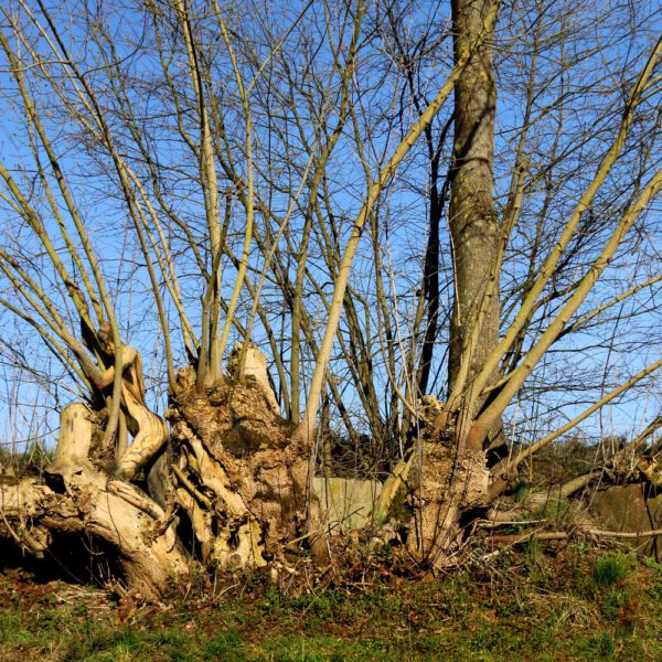 Baum-Motiv von dem Körperkunstprojekt NATURE ART des Künstlers Jörg Düsterwald mit einem Bodypaintingmodell.