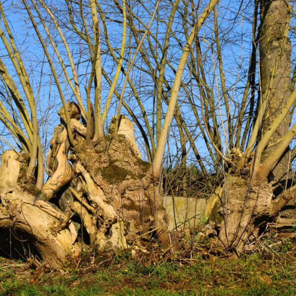 Baum-Motiv von dem Körperkunstprojekt NATURE ART des Künstlers Jörg Düsterwald mit einem Bodypaintingmodell.