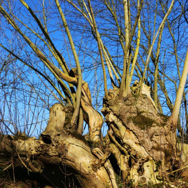 Baum-Motiv von dem Körperkunstprojekt NATURE ART des Künstlers Jörg Düsterwald mit einem Bodypaintingmodell.