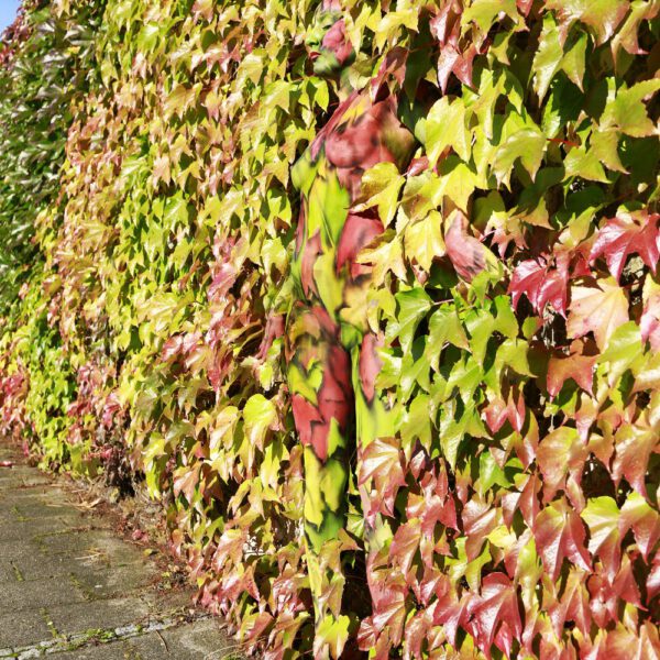 Herbstmotiv aus dem Körperkunstprojekt NATURE ART des Künstlers Jörg Düsterwald.