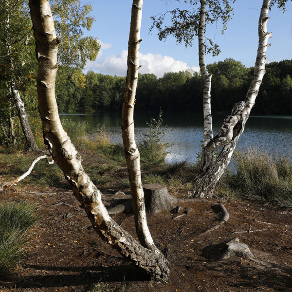 Birkenmotiv aus dem Körperkunstprojekt NATURE ART des Künstlers Jörg Düsterwald mit einem Bodypaintingmodell.