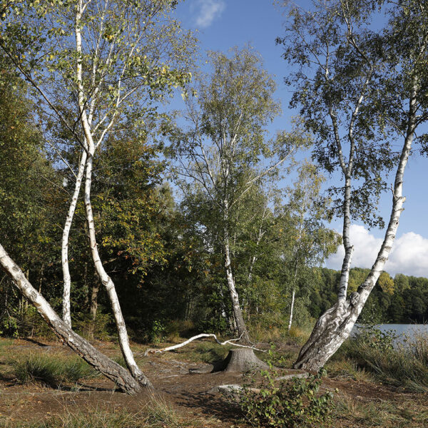 Birkenmotiv aus dem Körperkunstprojekt NATURE ART des Künstlers Jörg Düsterwald mit einem Bodypaintingmodell.