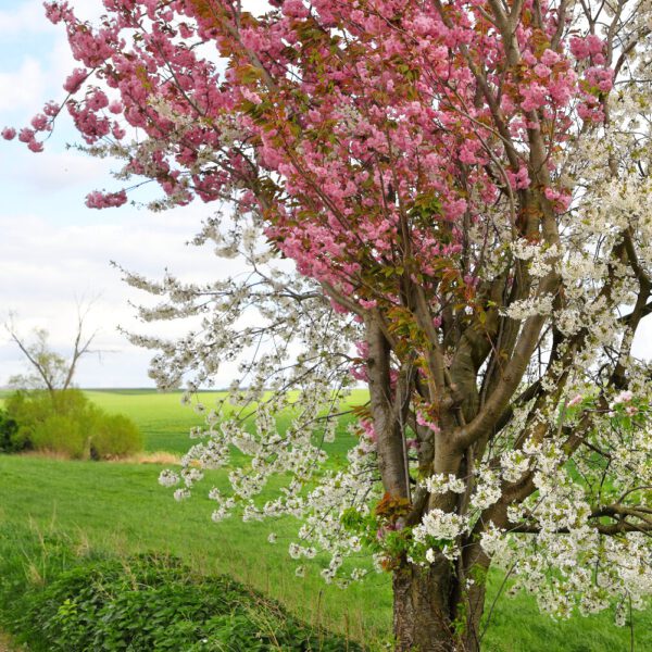 Kirschblüten-Motiv von dem Körperkunstprojekt NATURE ART des Künstlers Jörg Düsterwald mit einem Bodypaintingmodell.