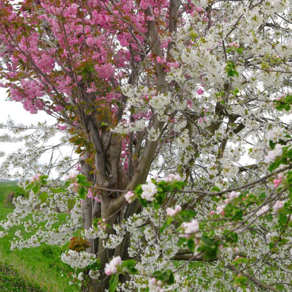 Kirschblüten-Motiv von dem Körperkunstprojekt NATURE ART des Künstlers Jörg Düsterwald mit einem Bodypaintingmodell.