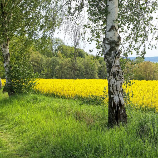 Birken am Rapsfeld. Ein Motiv von dem Körperkunstprojekt NATURE ART des Künstlers Jörg Düsterwald mit einem Bodypaintingmodell.