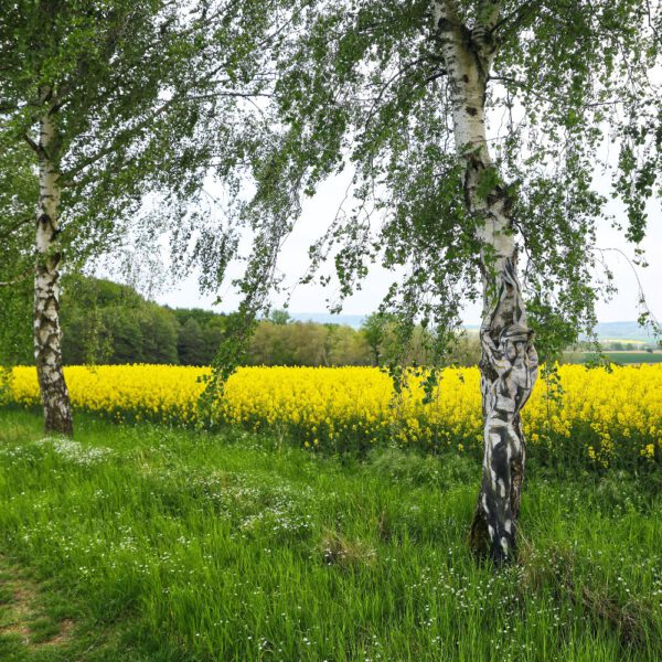 Birken am Rapsfeld. Ein Motiv von dem Körperkunstprojekt NATURE ART des Künstlers Jörg Düsterwald mit einem Bodypaintingmodell.