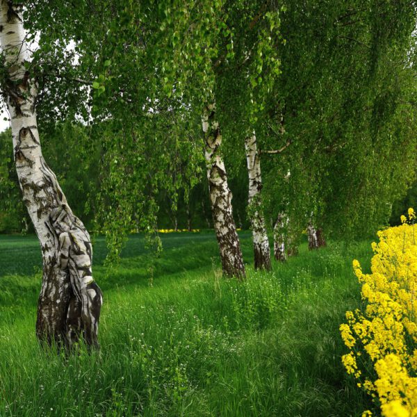 Birken am Rapsfeld. Ein Motiv von dem Körperkunstprojekt NATURE ART des Künstlers Jörg Düsterwald mit einem Bodypaintingmodell.