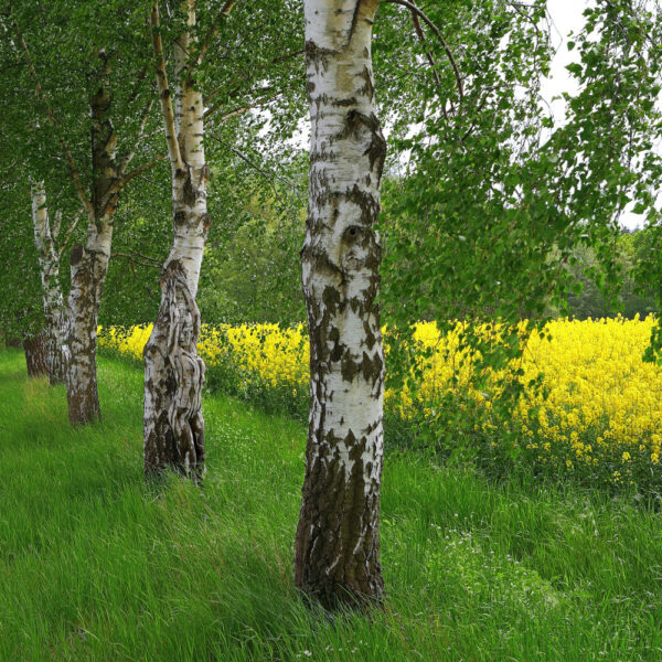 Birken am Rapsfeld. Ein Motiv von dem Körperkunstprojekt NATURE ART des Künstlers Jörg Düsterwald mit einem Bodypaintingmodell.