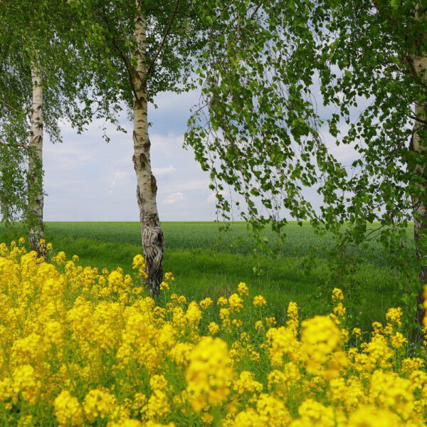 Birken am Rapsfeld. Ein Motiv von dem Körperkunstprojekt NATURE ART des Künstlers Jörg Düsterwald mit einem Bodypaintingmodell.