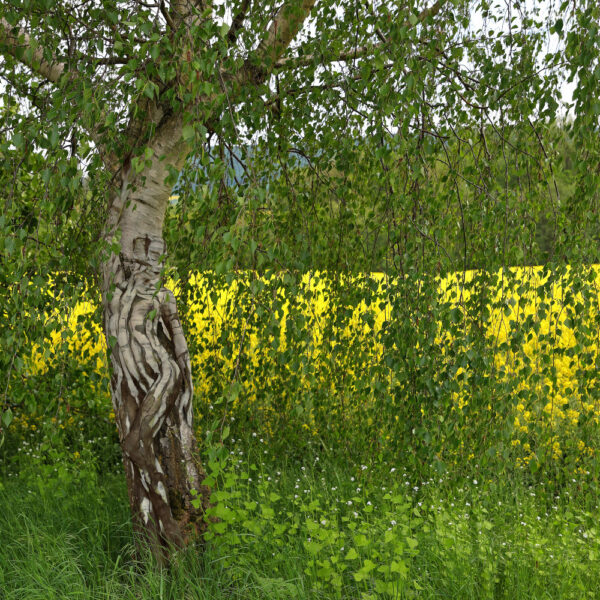 Birken am Rapsfeld. Ein Motiv von dem Körperkunstprojekt NATURE ART des Künstlers Jörg Düsterwald mit einem Bodypaintingmodell.