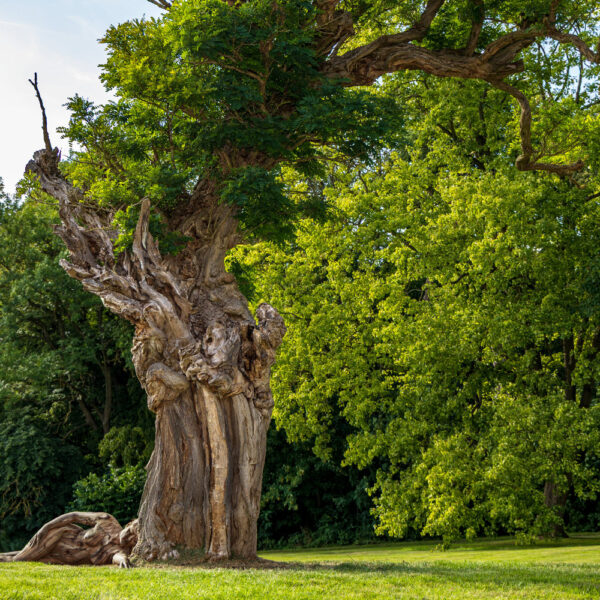 Akazie im Park. Ein Motiv aus dem Körperkunstprojekt NATURE ART des Künstlers Jörg Düsterwald mit einem Bodypaintingmodell.