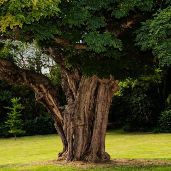 Akazie im Park. Ein Motiv aus dem Körperkunstprojekt NATURE ART des Künstlers Jörg Düsterwald mit einem Bodypaintingmodell.