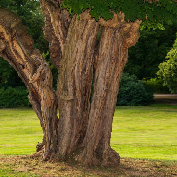 Akazie im Park. Ein Motiv aus dem Körperkunstprojekt NATURE ART des Künstlers Jörg Düsterwald mit einem Bodypaintingmodell.