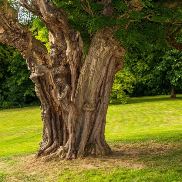 Akazie im Park. Ein Motiv aus dem Körperkunstprojekt NATURE ART des Künstlers Jörg Düsterwald mit einem Bodypaintingmodell.