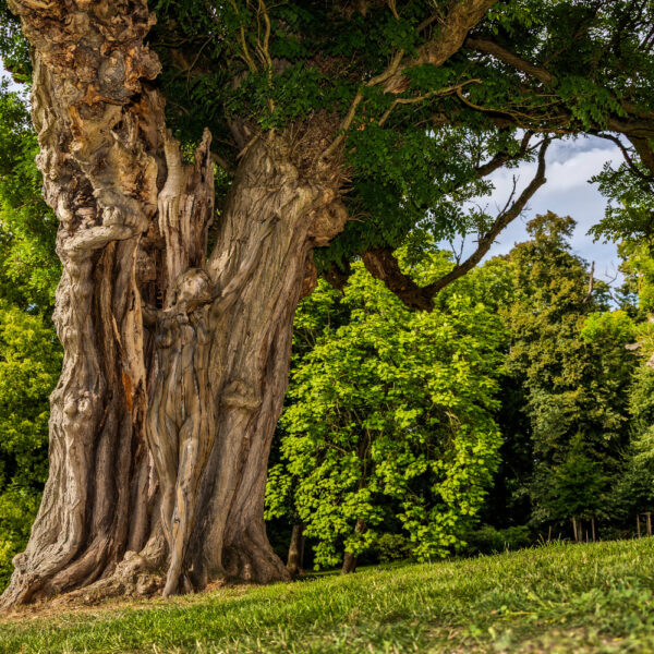 Akazie im Park. Ein Motiv aus dem Körperkunstprojekt NATURE ART des Künstlers Jörg Düsterwald mit einem Bodypaintingmodell.