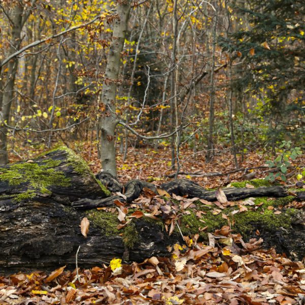 Herbstlaub-Motiv aus dem Körperkunstprojekt NATURE ART des Künstlers Jörg Düsterwald.