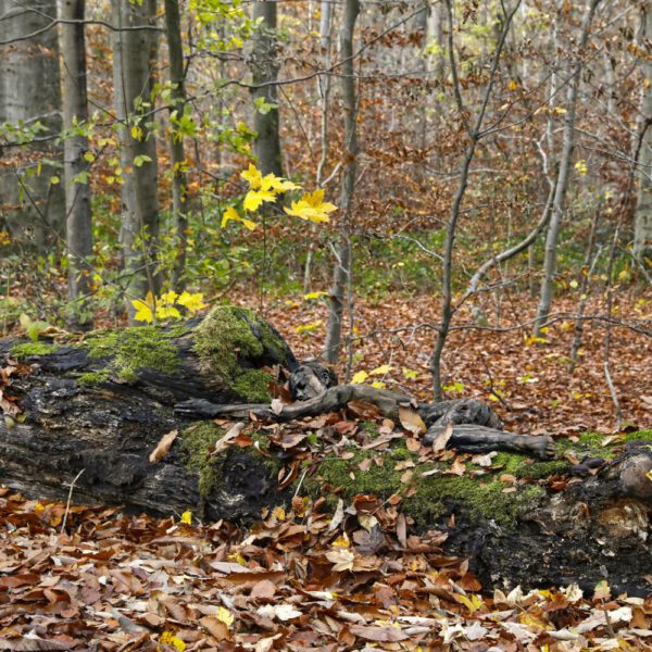 Herbstlaub-Motiv aus dem Körperkunstprojekt NATURE ART des Künstlers Jörg Düsterwald.