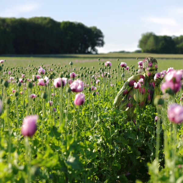 Mohnblumen-Motiv aus dem Körperkunstprojekt NATURE ART des Künstlers Jörg Düsterwald mit einem Bodypaintingmodell.