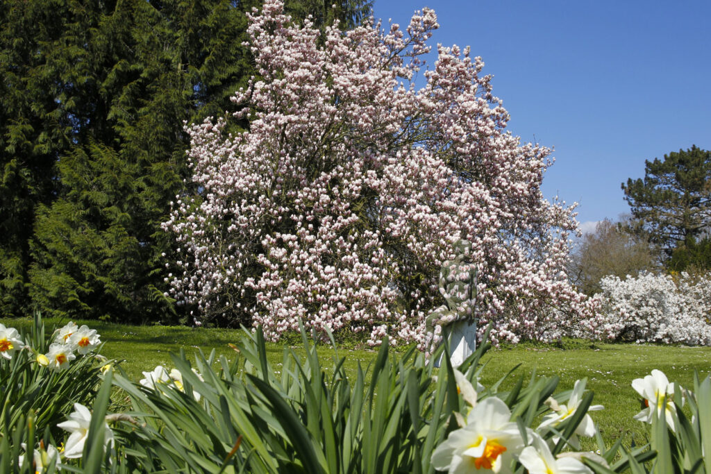 Magnolien-Motiv von dem Körperkunstprojekt NATURE ART des Künstlers Jörg Düsterwald mit einem Bodypaintingmodell.