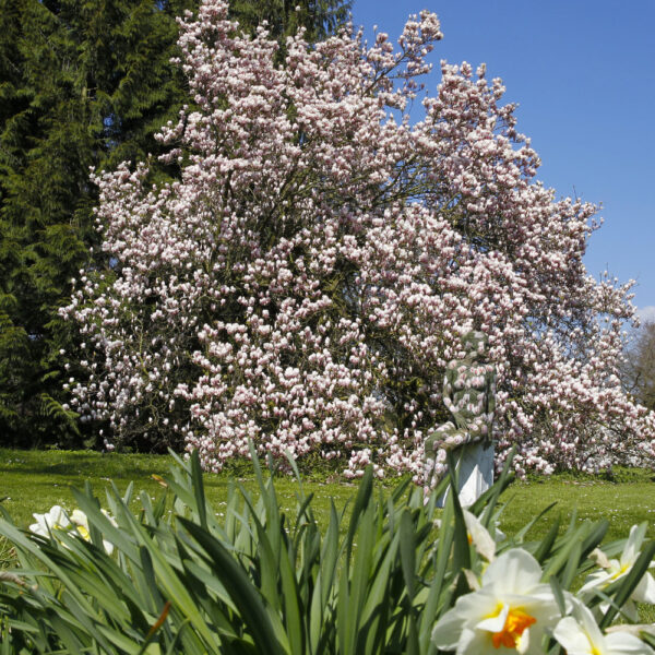 Magnolien-Motiv von dem Körperkunstprojekt NATURE ART des Künstlers Jörg Düsterwald mit einem Bodypaintingmodell.