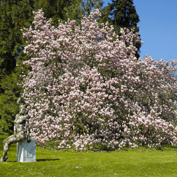 Magnolien-Motiv von dem Körperkunstprojekt NATURE ART des Künstlers Jörg Düsterwald mit einem Bodypaintingmodell.