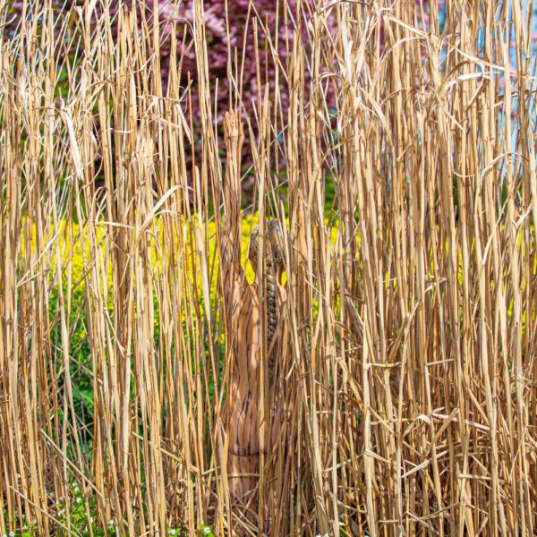 Schilf-Motiv von dem Körperkunstprojekt NATURE ART des Künstlers Jörg Düsterwald mit einem bemalten Fotomodell.