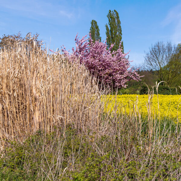 Schilf-Motiv von dem Körperkunstprojekt NATURE ART des Künstlers Jörg Düsterwald mit einem bemalten Fotomodell.
