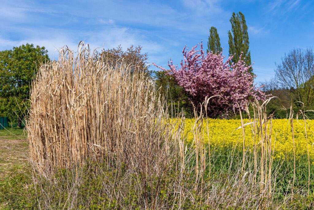 Schilf-Motiv von dem Körperkunstprojekt NATURE ART des Künstlers Jörg Düsterwald mit einem bemalten Fotomodell.