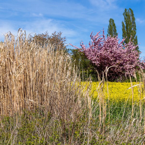 Schilf-Motiv von dem Körperkunstprojekt NATURE ART des Künstlers Jörg Düsterwald mit einem bemalten Fotomodell.