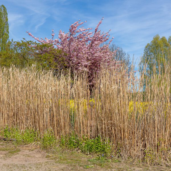 Schilf-Motiv von dem Körperkunstprojekt NATURE ART des Künstlers Jörg Düsterwald mit einem bemalten Fotomodell.