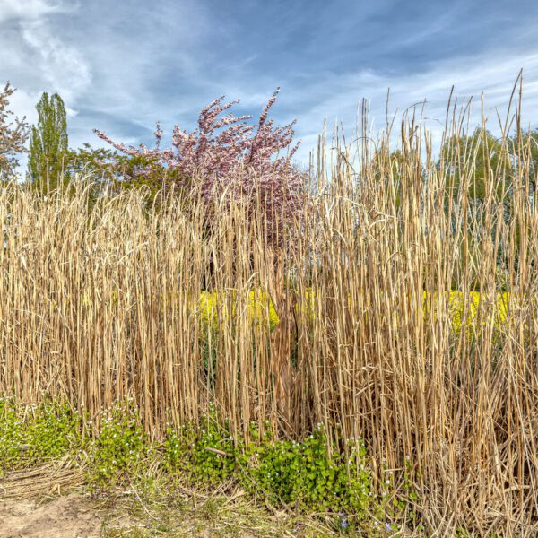 Schilf-Motiv von dem Körperkunstprojekt NATURE ART des Künstlers Jörg Düsterwald mit einem bemalten Fotomodell.