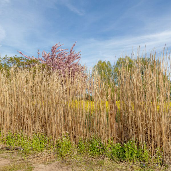 Schilf-Motiv von dem Körperkunstprojekt NATURE ART des Künstlers Jörg Düsterwald mit einem bemalten Fotomodell.