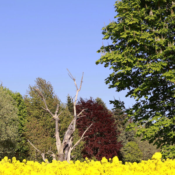 Baum-Motiv von dem Körperkunstprojekt NATURE ART des Künstlers Jörg Düsterwald mit einem bemalten Fotomodell.