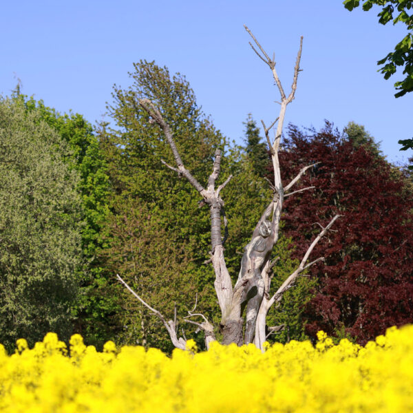 Baum-Motiv von dem Körperkunstprojekt NATURE ART des Künstlers Jörg Düsterwald mit einem bemalten Fotomodell.