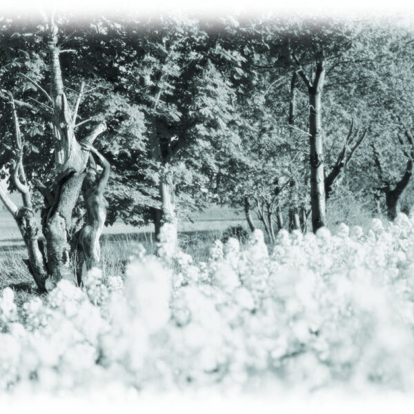 Baum-Motiv von dem Körperkunstprojekt NATURE ART des Künstlers Jörg Düsterwald mit einem bemalten Fotomodell.