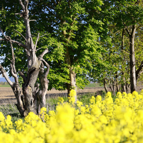 Baum-Motiv von dem Körperkunstprojekt NATURE ART des Künstlers Jörg Düsterwald mit einem bemalten Fotomodell.