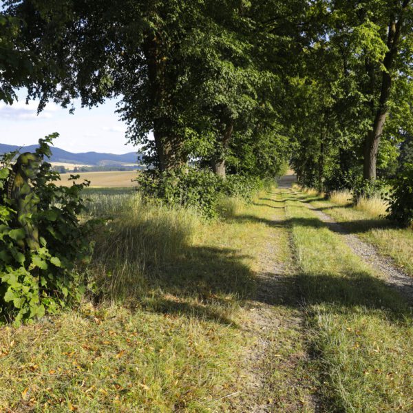 Allee-Motiv von dem Körperkunstprojekt NATURE ART des Künstlers Jörg Düsterwald mit einem bemalten Fotomodell.